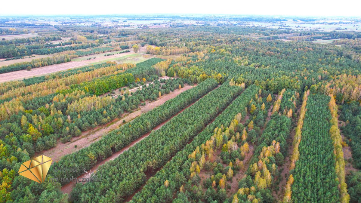 Działka leśna na sprzedaż Stary Antonin  6 058m2 Foto 4