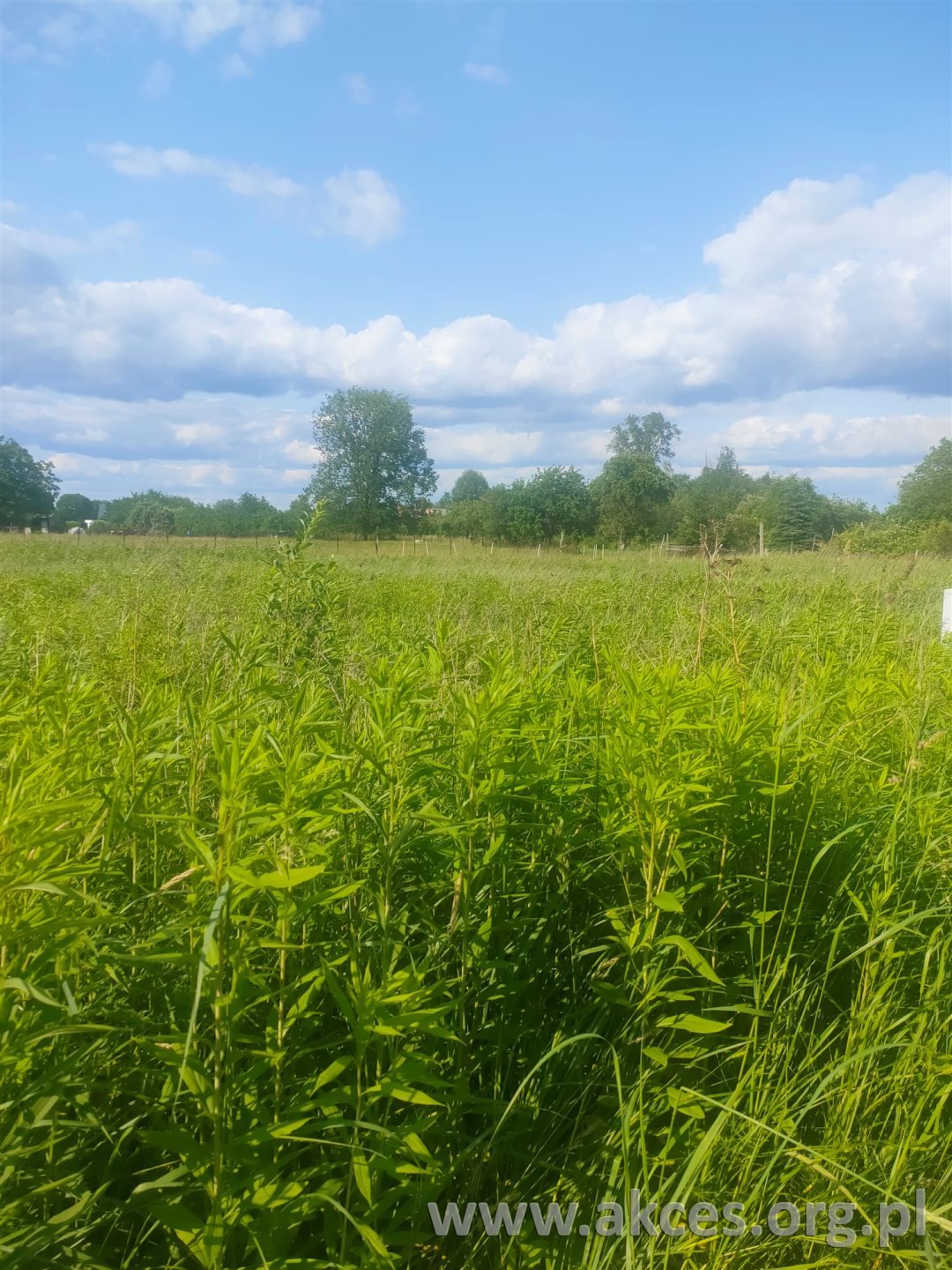 Działka 1598 m² pod zabudowę jednorodzinną w Piaskach Piaski, Piaski  1 598m2 Foto 1