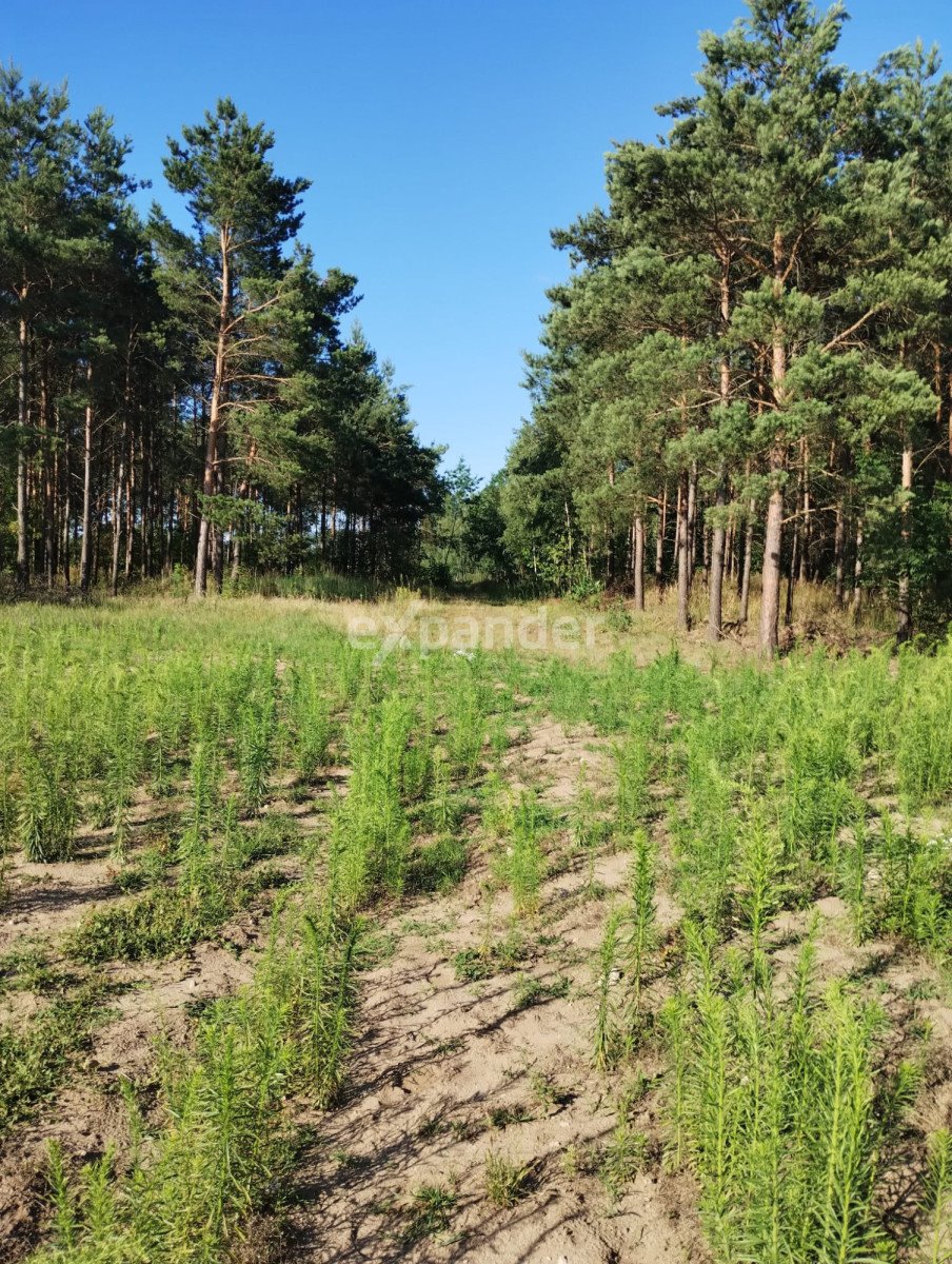 Działka rolna na sprzedaż Blinno  15 000m2 Foto 3