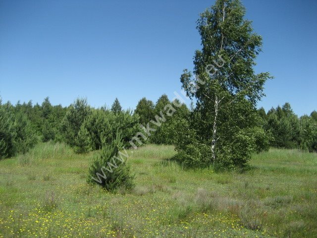 Działka rolna na sprzedaż Grzegorzewice 4 000m2 Foto 1 Działka rolna na sprzedaż Grzegorzewice 4 000m2 Foto 1