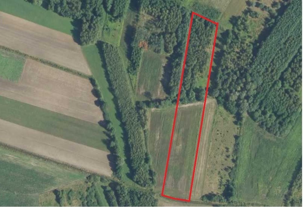 Polecam dużą działkę rolna 9,2 ha z prostokątnym kształtem Mędrzechów  9 200m2 Foto 1