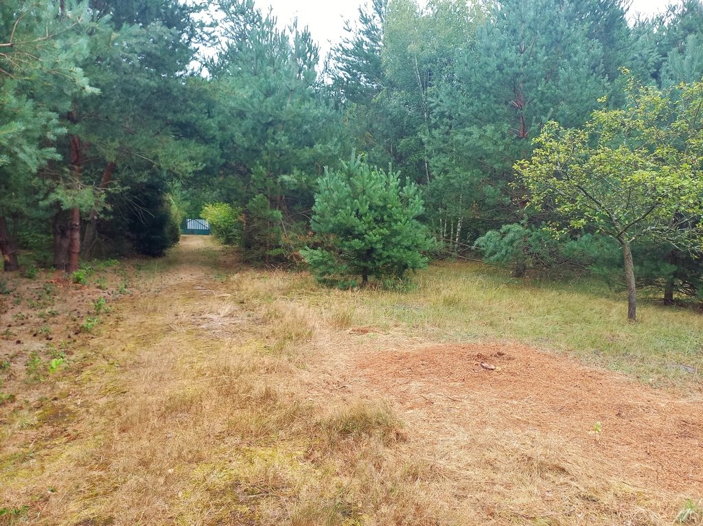 Działka budowlana na sprzedaż Helenów  4 360m2 Foto 5