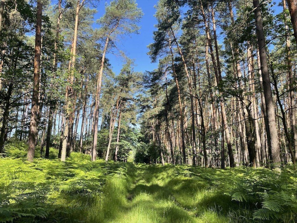 Działka budowlana na sprzedaż Rybnik, Grabownia  790m2 Foto 5