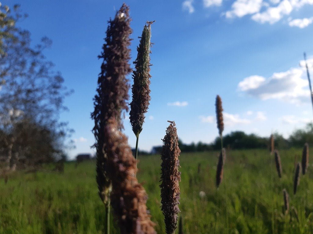 Działka budowlana na sprzedaż Łąkociny, Krotoszyńska  6 200m2 Foto 19