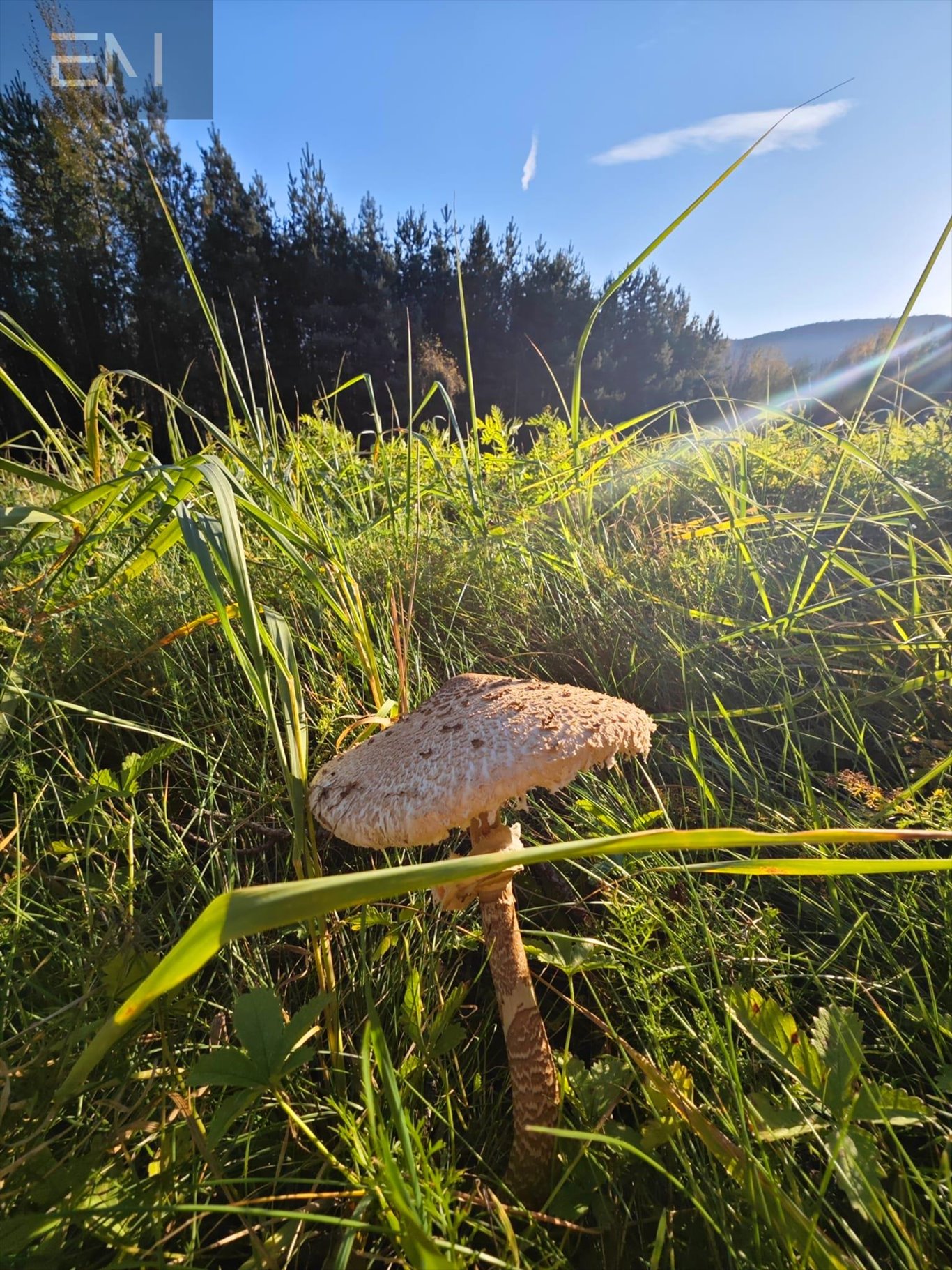 Działka budowlana na sprzedaż Wysoka Strzyżowska  2 700m2 Foto 2