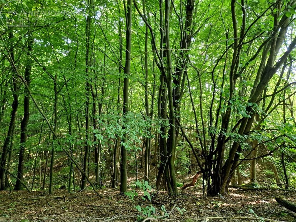 Działka leśna na sprzedaż Sitnica  8 867m2 Foto 8