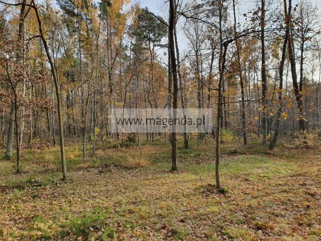 Działka leśna 3 635 m² z dostępem do prądu i ogrodzeniem Warszawa, Wesoła, Stara Miłosna, Torfowa  3 635m2 Foto 1