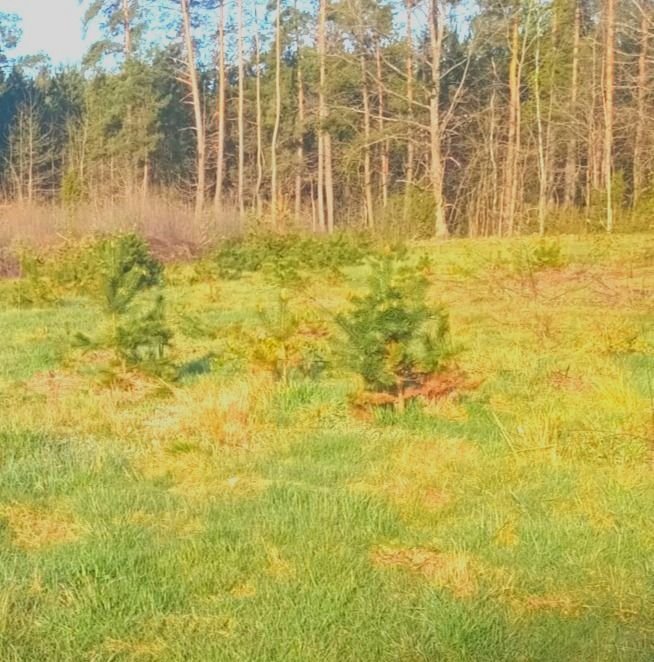 Działka budowlana na sprzedaż Kudrycze  2 600m2 Foto 2