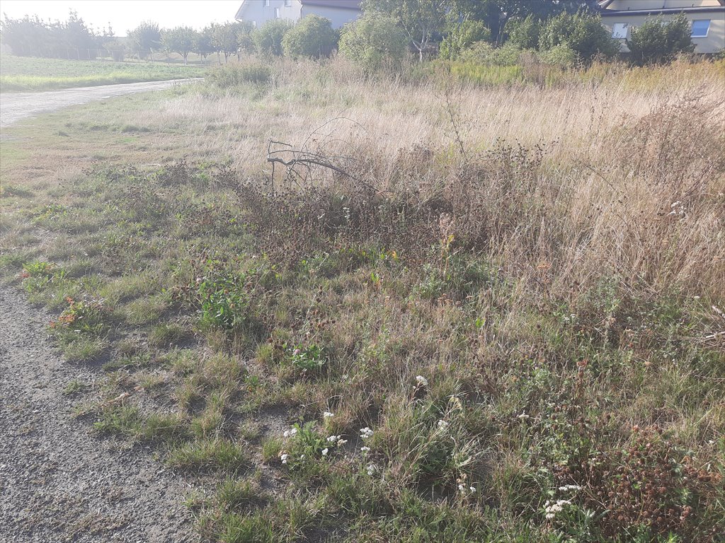 Działka rolna na sprzedaż Głogowo  1 532m2 Foto 4