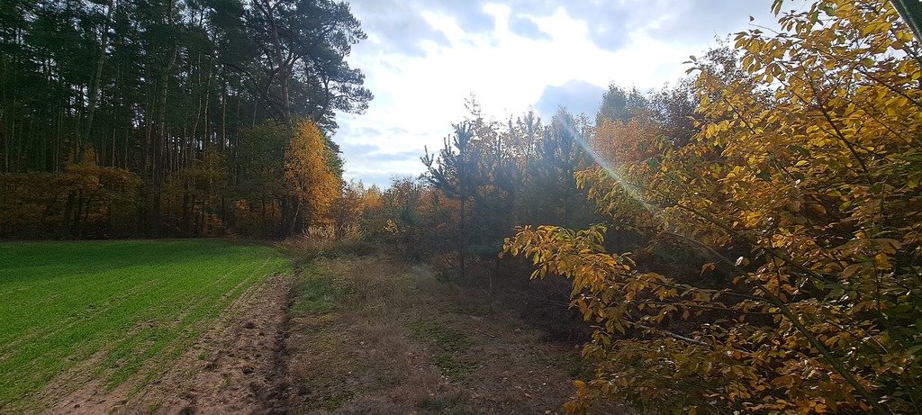 Działka leśna z prawem budowy na sprzedaż Stary Strachocin  30 060m2 Foto 4