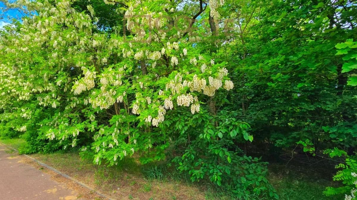 Działka inna na sprzedaż Warszawa, Wawer, Trzykrotki  2 362m2 Foto 2