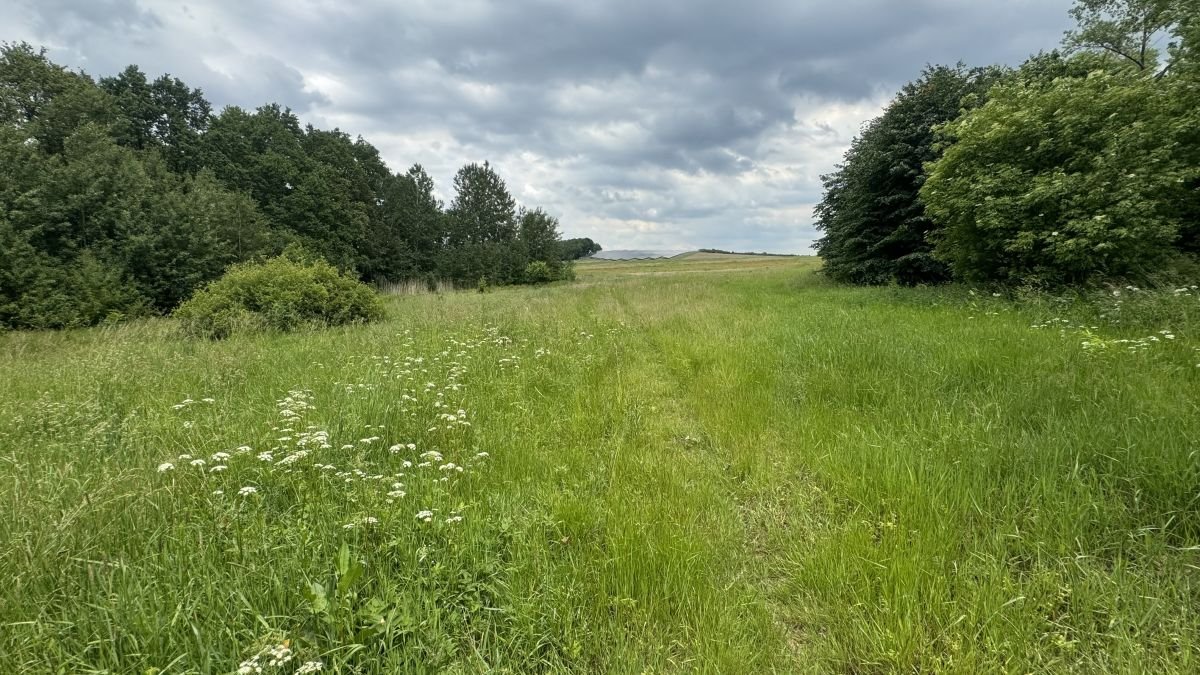 Działka leśna na sprzedaż Złotniki Lubańskie  8 900m2 Foto 8