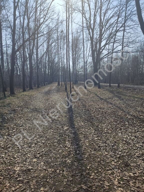Działka z lasem w Milanówku, 3 717 m², warunki zabudowy Milanówek  3 717m2 Foto 1