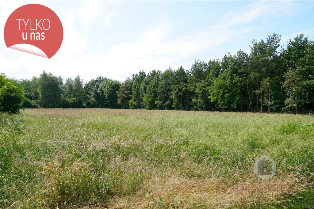 Działka 2,43 ha z lasem i użytkami rolnymi w Starym Kurowie Stare Kurowo  24 300m2 Foto 1