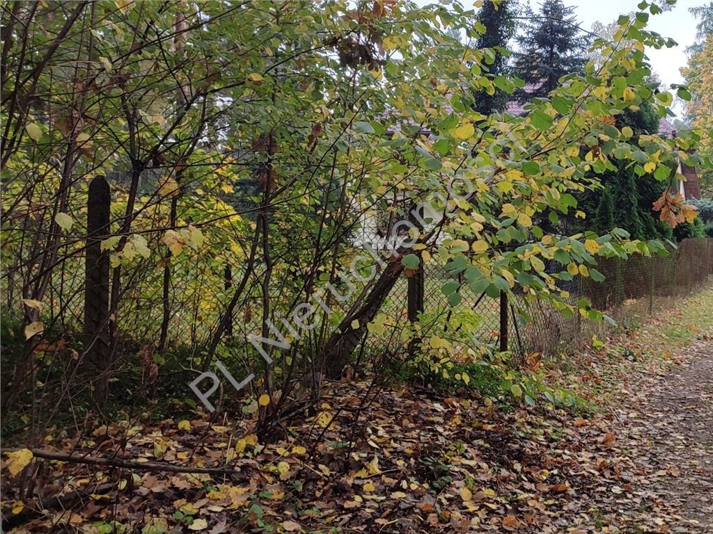 Działka leśna 5000 m² w Strzeniówce - cisza i las. Strzeniówka  5 000m2 Foto 1