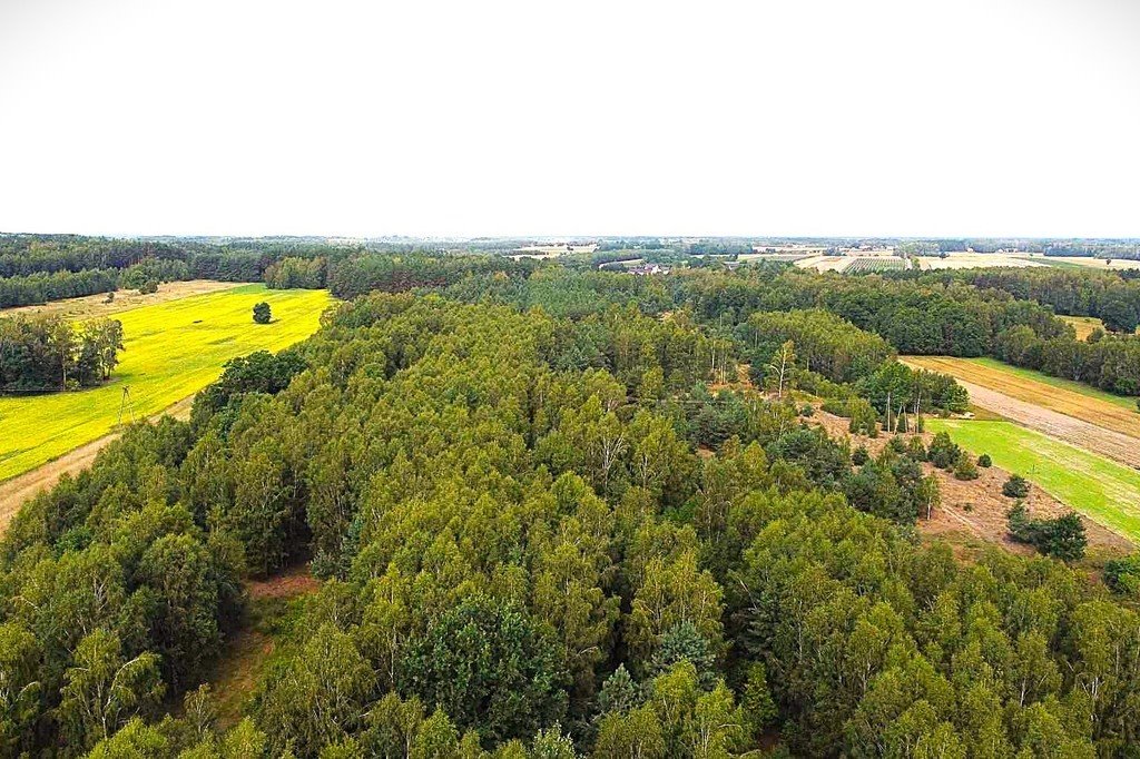 Działka leśna z prawem budowy na sprzedaż Strzebula  36 600m2 Foto 2