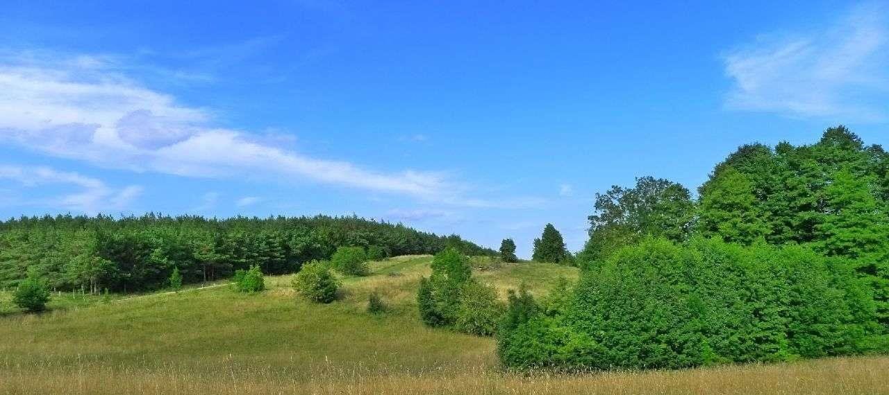 Działka rolna na sprzedaż Filipów  3 000m2 Foto 9