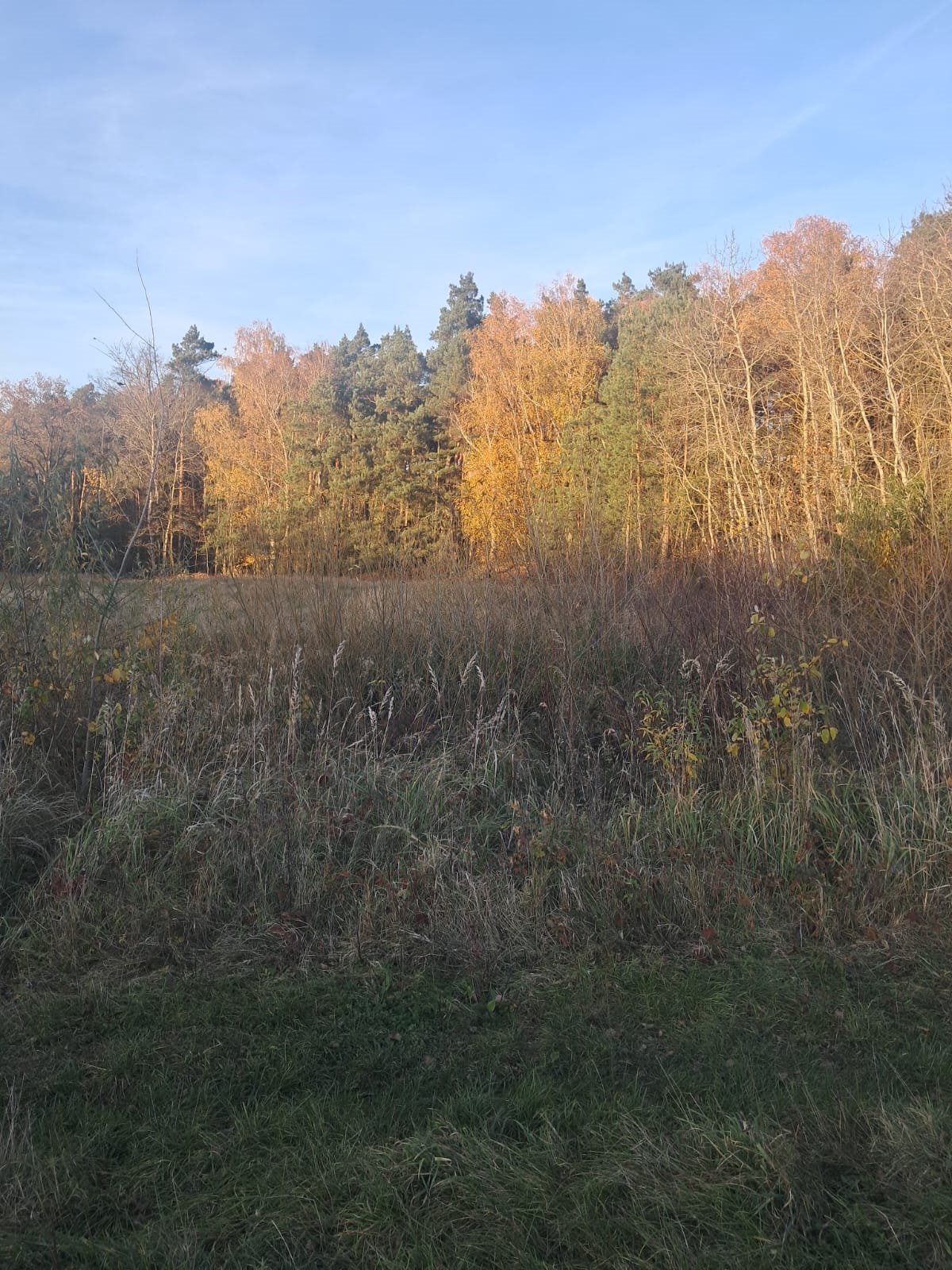Działka budowlana 1400 m² z mediami i lasem - polecam! Mycielin, Dzierzbin  1 400m2 Foto 1
