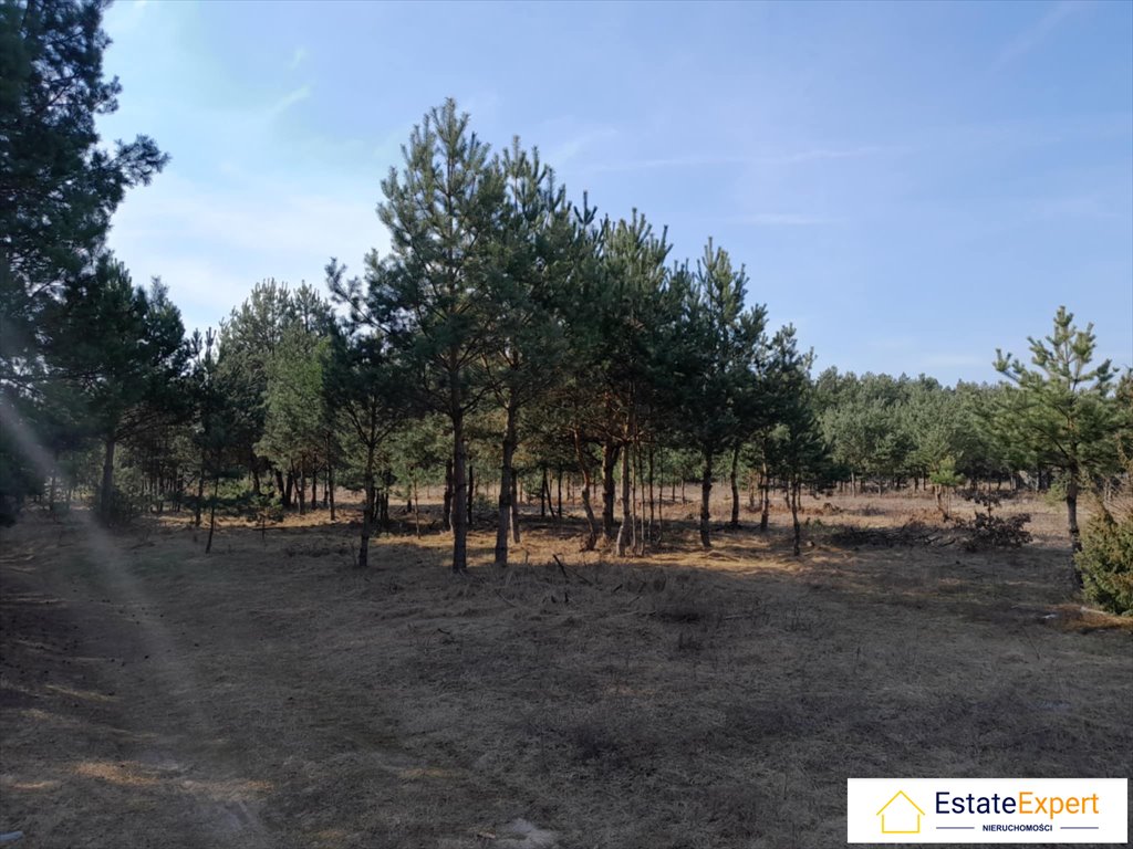 Działka budowlana na sprzedaż Niwy, Niwy, Niwki Daleszyckie  8 400m2 Foto 1