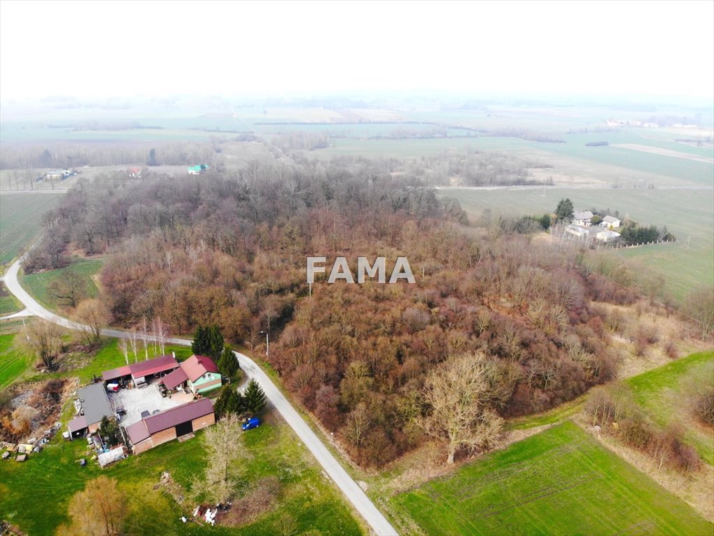 Działka 4,07 ha w Gole – atrakcyjna inwestycja Gole  40 700m2 Foto 1