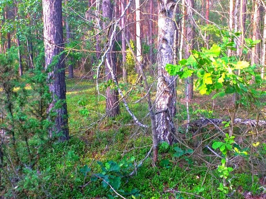 Działka budowlana na sprzedaż Rybniki  1 800m2 Foto 1