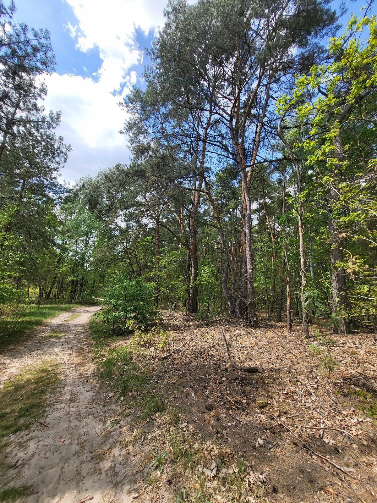 Działka leśna na sprzedaż Stare Babice, Borzęcin Duży  10 100m2 Foto 6