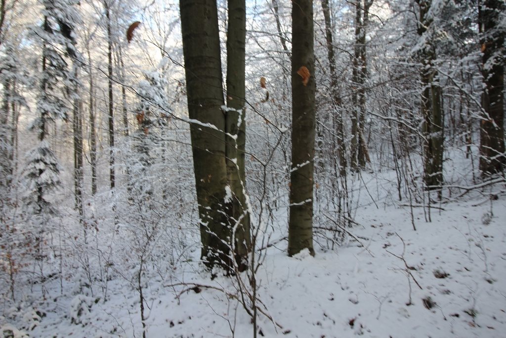 Działka leśna na sprzedaż Huta Gogołowska  47 400m2 Foto 11