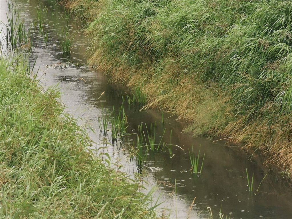 Działka budowlana na sprzedaż Międzybłocie, Międzybłocie  3 008m2 Foto 5