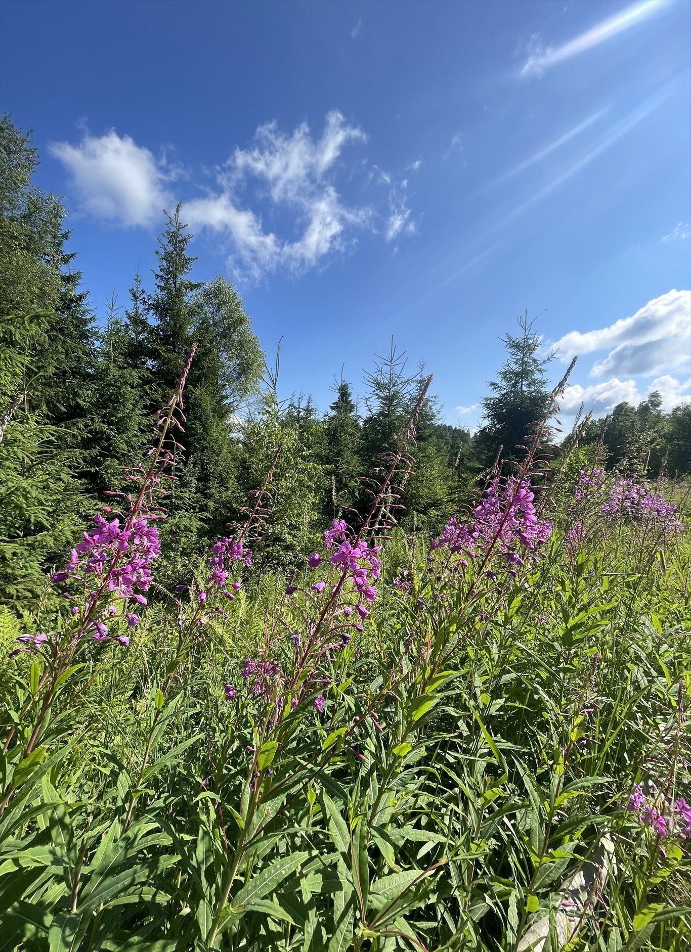 Działka leśna na sprzedaż Rabka-Zdrój, Ponice  13 400m2 Foto 1