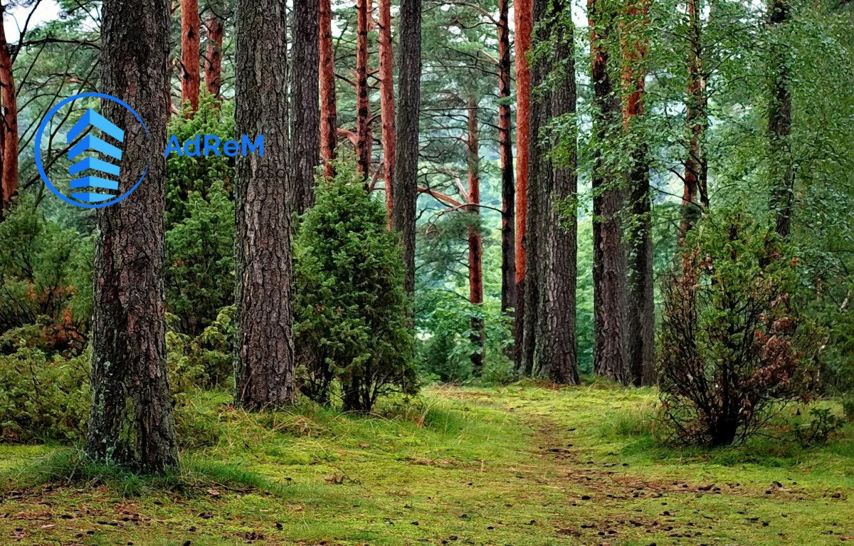 Działka leśna na sprzedaż Wandalin  15 800m2 Foto 1