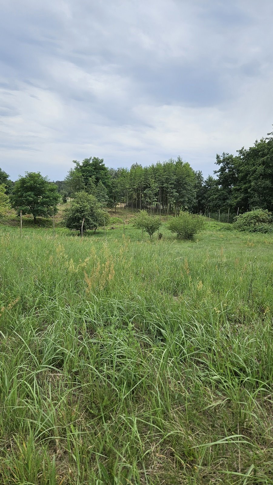 Działka budowlana na sprzedaż Zakrzyce  3 838m2 Foto 6