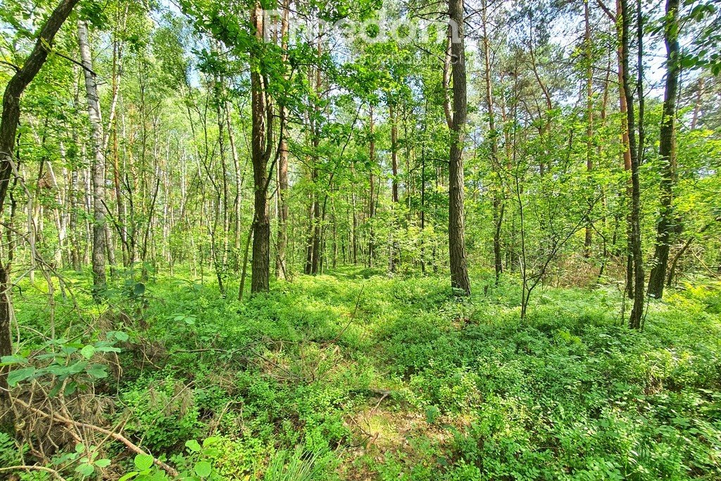 Działka inna na sprzedaż Turze Rogi  22 967m2 Foto 2