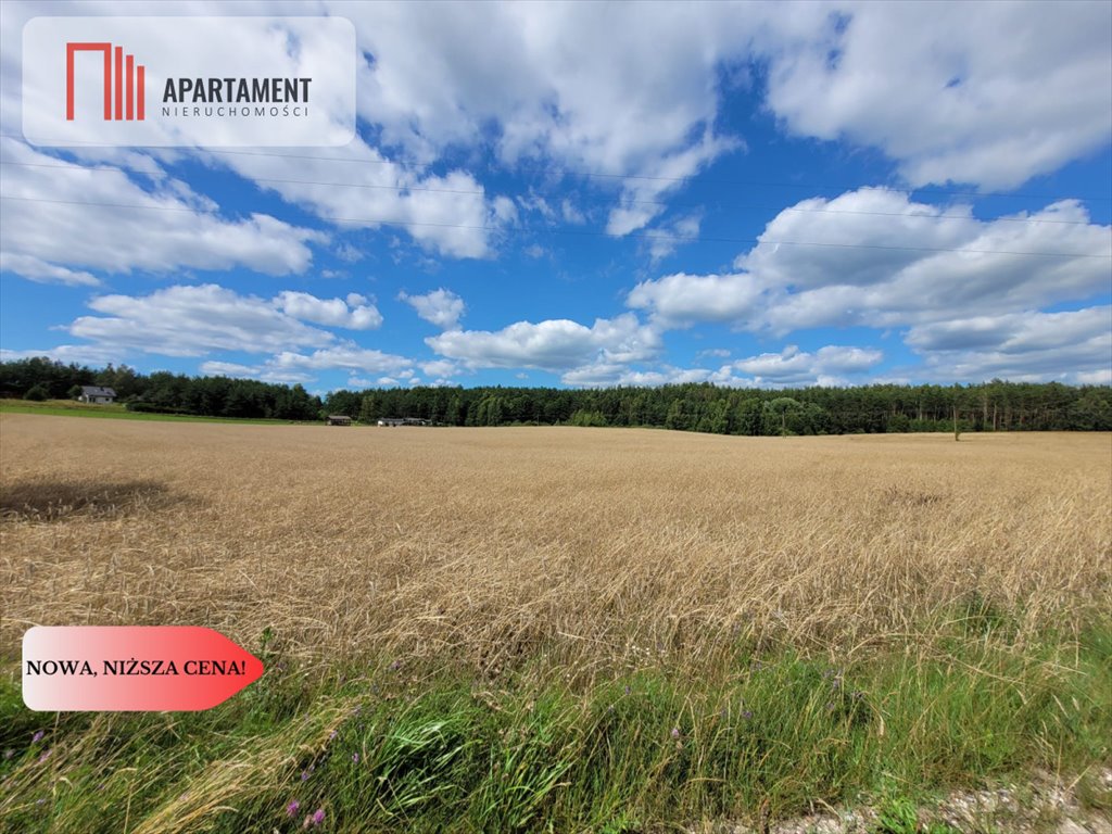 Działka gospodarstwo rolne na sprzedaż Skorzewo  3 000m2 Foto 5