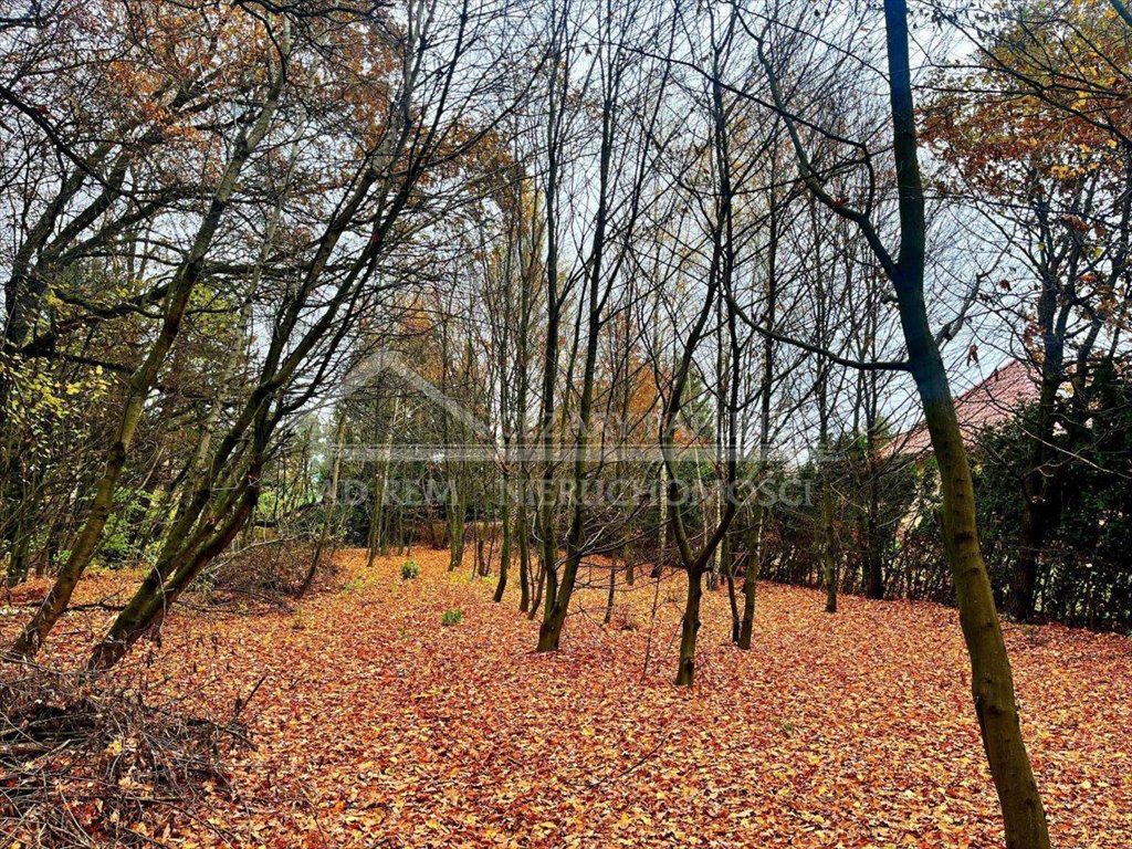 Zdjęcie 8
