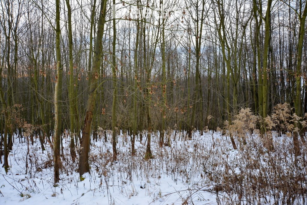 Działka budowlana na sprzedaż Wyźrał  3 004m2 Foto 3