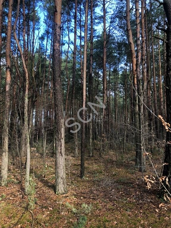 Działka leśna na sprzedaż Warszawa, Wawer  2 232m2 Foto 6