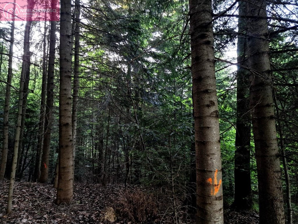 Działka leśna na sprzedaż Ostrusza  2 745m2 Foto 2