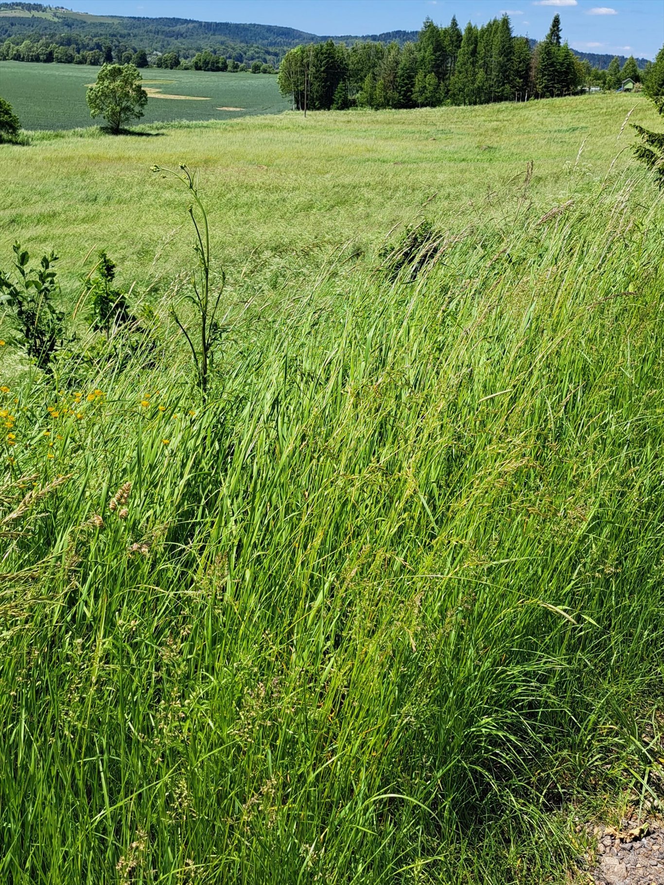 Działka rolna na sprzedaż Ulucz  529m2 Foto 10