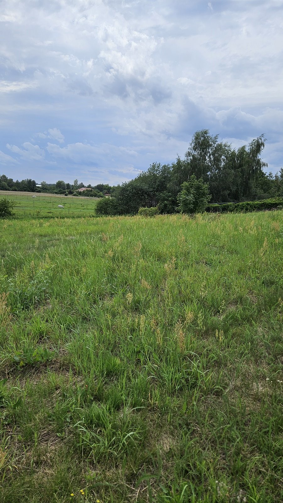 Działka budowlana na sprzedaż Zakrzyce  3 838m2 Foto 9