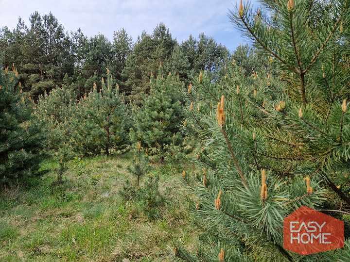 Działka budowlana na sprzedaż Kuźniczka  2 881m2 Foto 9