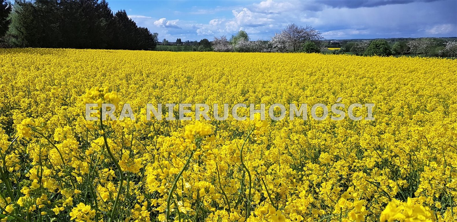 Działka rolna pod zabudowę (3001 m²) z mediami i asfaltem Borowskie Gziki  3 001m2 Foto 1