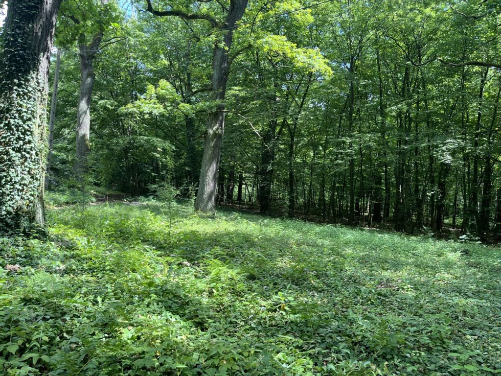 Działka budowlana na sprzedaż Piaseczno  4 000m2 Foto 5