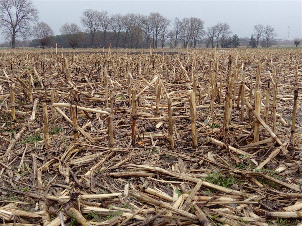 Działka budowlana na sprzedaż Kłecko, Gorzuchowo  1 540m2 Foto 13