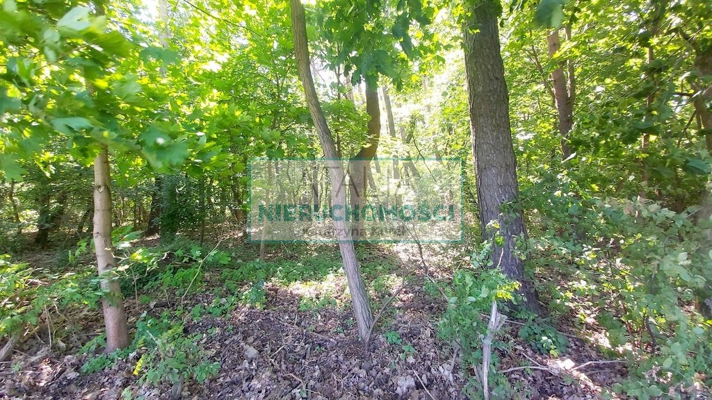Polecam leśną działkę z prawem zabudowy 4951 m² w Książenicach Książenice  4 951m2 Foto 1