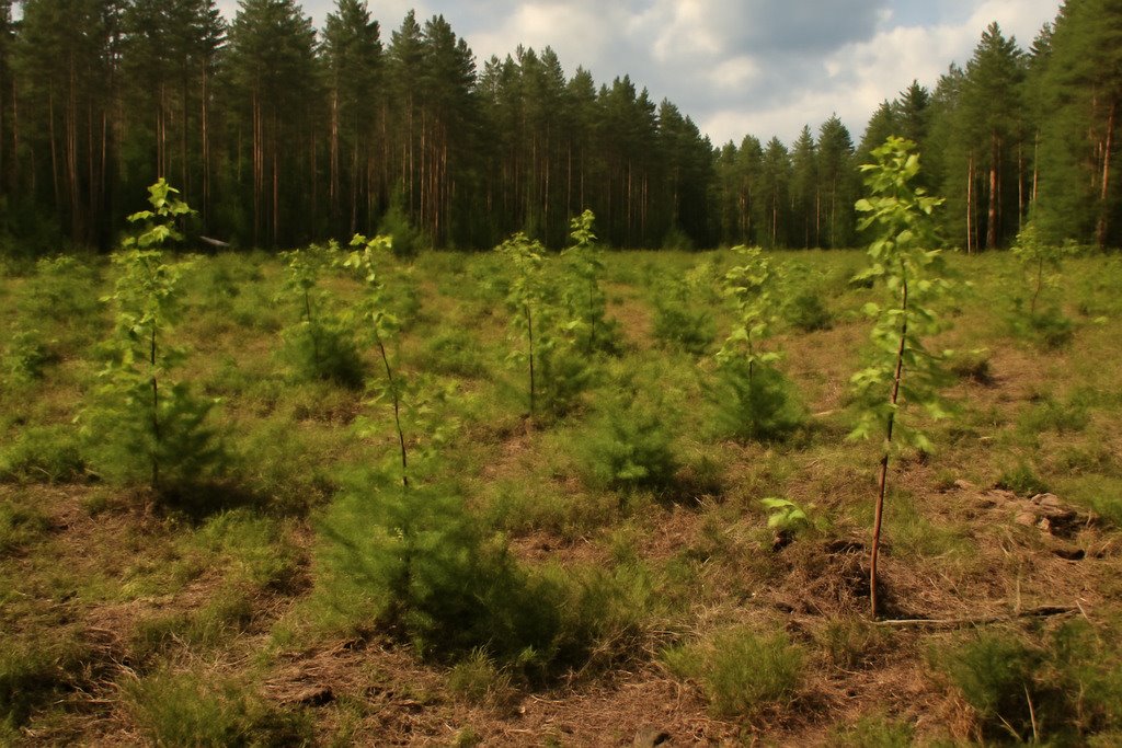 Leśna działka 2,78 ha w Saki z dojazdem gminnym Saki  27 851m2 Foto 1