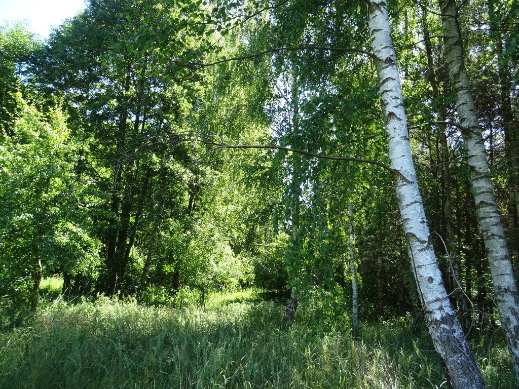 Działka 3270 m2 z nasadzeniami i dostępem do Zalewu Sulejowskiego Adamów  3 270m2 Foto 1