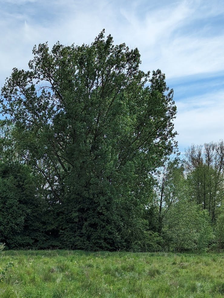 Działka inna na sprzedaż Strońsko  4 900m2 Foto 1