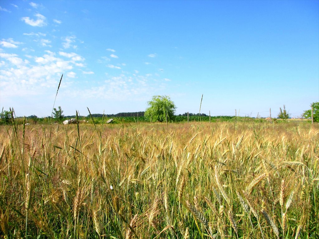 Działka budowlana na sprzedaż Dębowa Łęka, Dębowa Łęka 1 047m2 Foto 1 Działka budowlana na sprzedaż Dębowa Łęka, Dębowa Łęka 1 047m2 Foto 1