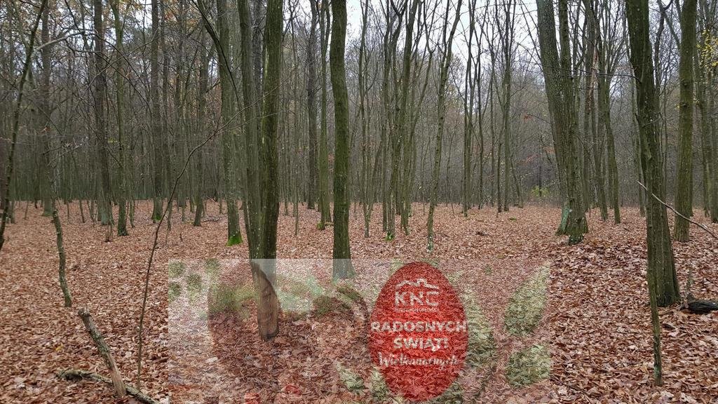 Działka leśna 58 arów w Samoklęskach – cicha, zadbana i z pięknym lasem Samoklęski  5 800m2 Foto 1