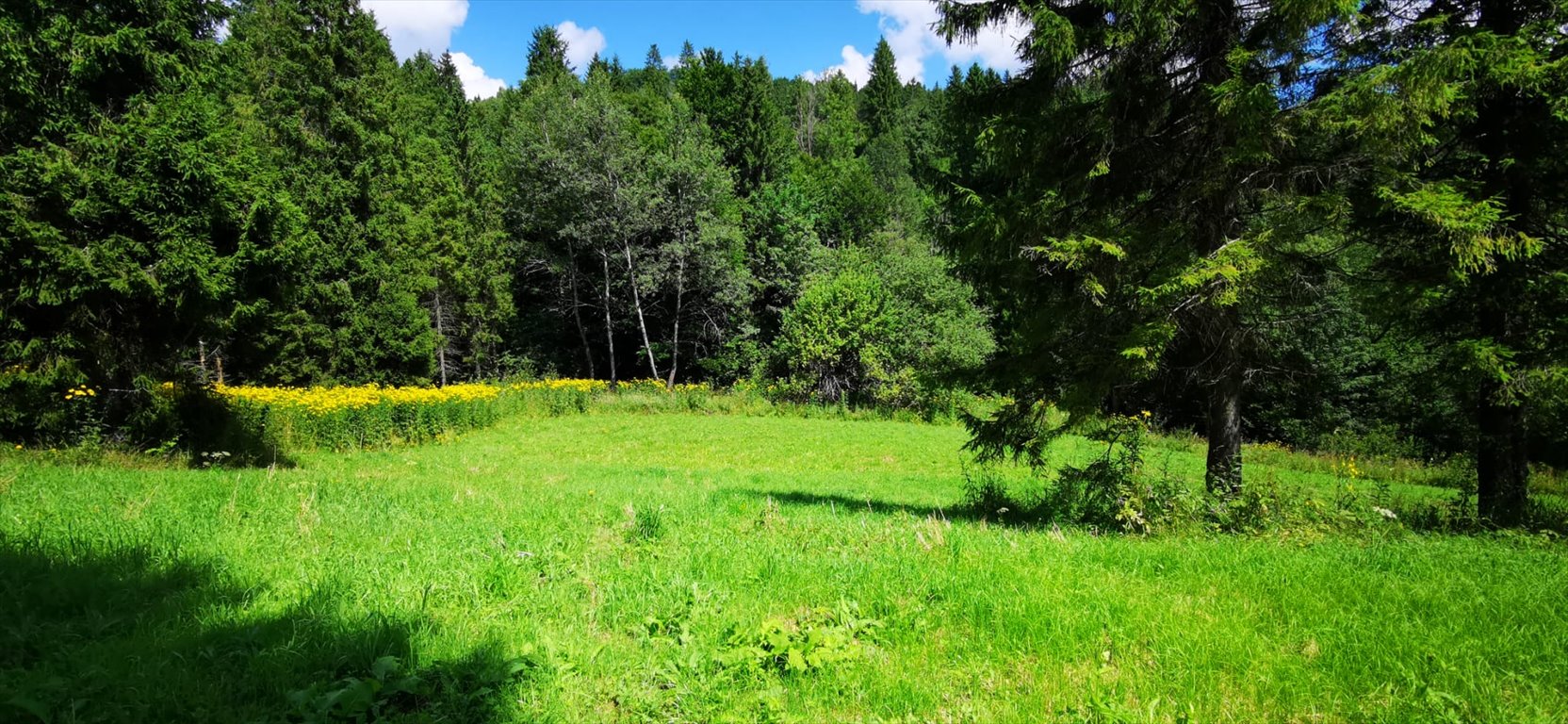 Działka budowlana na sprzedaż Kalnica  5 000m2 Foto 2